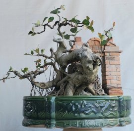 Si búp đỏ Bình Định