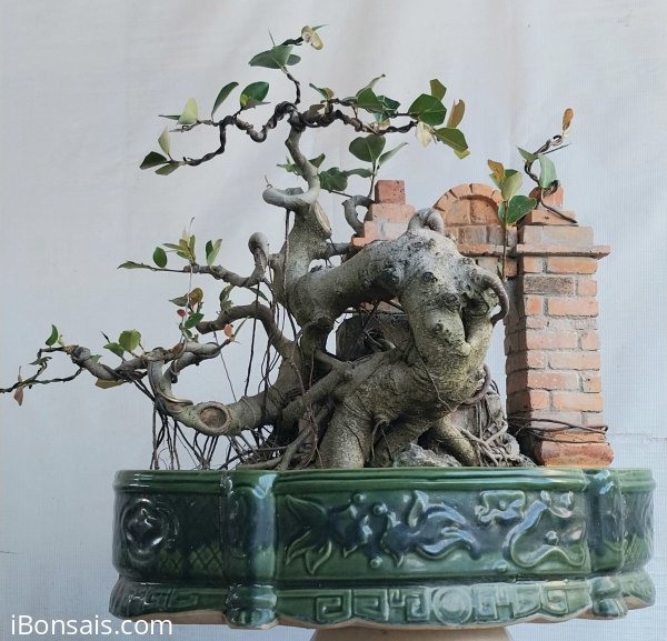 Si búp đỏ Bình Định