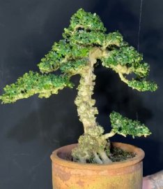 Nếu kh nói bông chắc ae lại nói cây miền tây rồi
