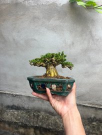 Già thì khỏi nói luôn