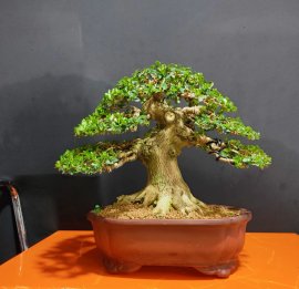 Sam hương 0915857539