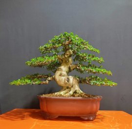 Sam hương 0915857539