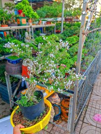 Linh trắng tinh nhập tịch USA
