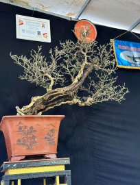 Linh sam hoa trắng lũa thép zin khai thác 2 người bê