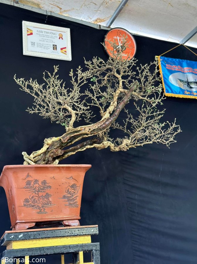 Linh sam hoa trắng lũa thép zin khai thác 2 người bê