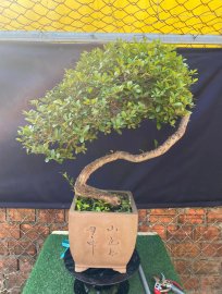 Chất liệu: Hải châu, dòng khai thác khá lâu rồi 