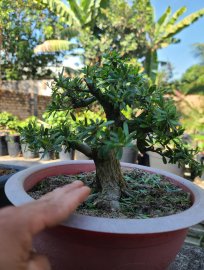 500k cho em linh sam sông hinh lá nhỏ rin đế đẹp