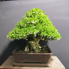 Mai chiếu thủy lá lớn 0915857539