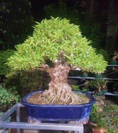 Mai chiếu thủy lá lớn 0915857539