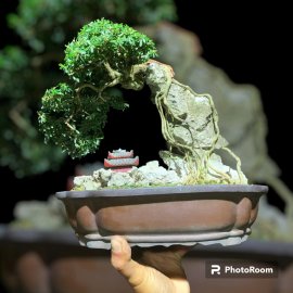 Tiểu cảnh mini Linh sam khai thác ghép 86 ,lũa rin âm thân rất khéo