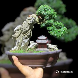 Tiểu cảnh mini Linh sam khai thác ghép 86 ,lũa rin âm thân rất khéo