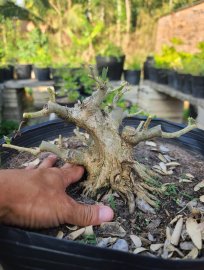 Linh sam trắng phới hồng rin ....có lũa phía trước