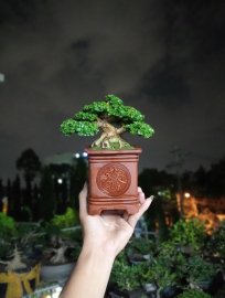 Sam hương Indo 