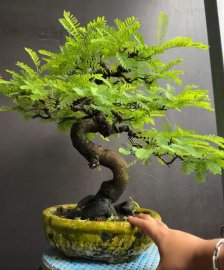 Me chua lè chua lét cho mấy chị gái nấu canh chua