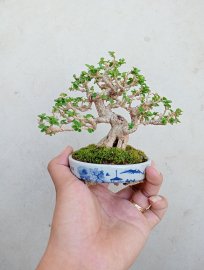 Sam hương indo 
