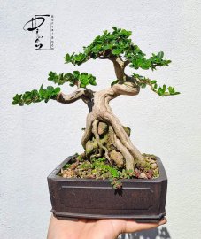 Me cao 50cm, cây rất già 