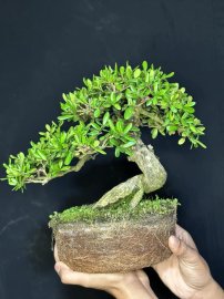 1 siêu phẩm lại về mang tên hải châu sông cầu mini