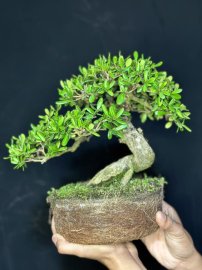 1 siêu phẩm lại về mang tên hải châu sông cầu mini
