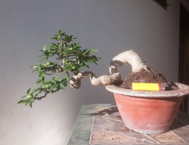 Mai lá lớn dáng bay, thân lắc khéo...