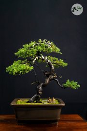 Ngoạ Tùng vườn nhà ạ