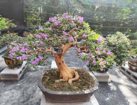 Linh sam hoa tím