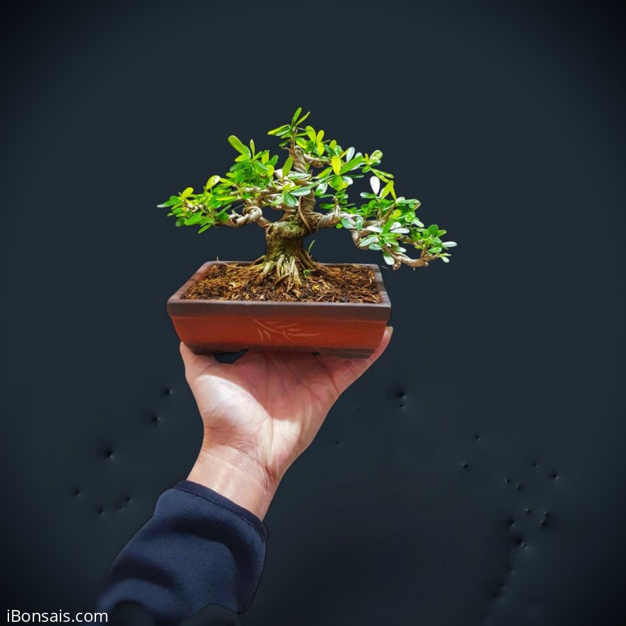 Một em linh sam song hinh mini dáng cổ thụ