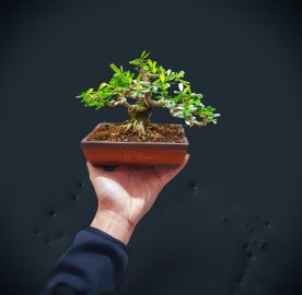 Một em linh sam song hinh mini dáng cổ thụ