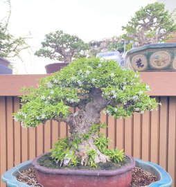 Water jasmini bonsai tree is blooming