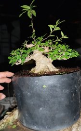 Mai chiếu thủy