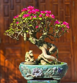 Bougainvillea tree is blooming