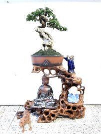 Premna bonsai tree overrock