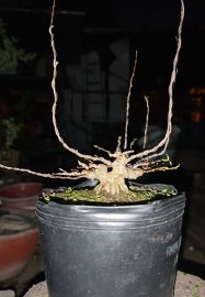 Mai chiếu thủy mini