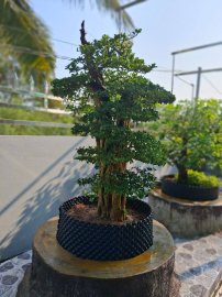 Nàng Trắc nghệ về dinh đẹp lung linh