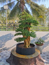 Nàng Trắc nghệ về dinh đẹp lung linh