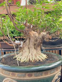 Water Jasmine tree