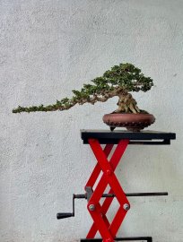 Antidesma acidum bonsai tree