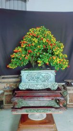 Scopolia nana bonsai tree