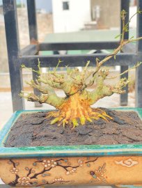 Vietnamese blue bell mini tree