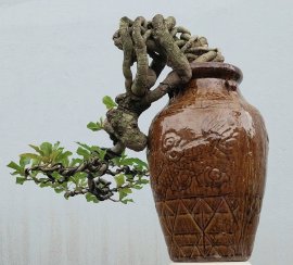 Red Barringtonia tree