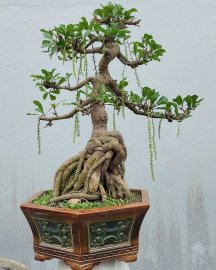 Lộc vừng đang hoa
