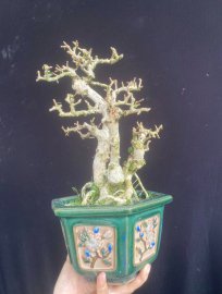 Antidesma acidum tree
