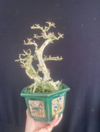Antidesma acidum tree