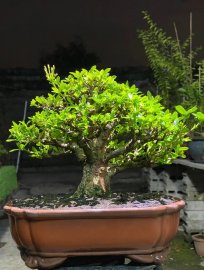 Yellow Ixora tree
