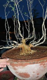 Vietnamese blue bell tree