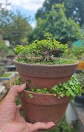 Mai chiếu thủy mini