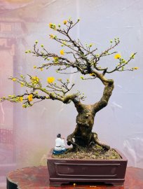 Mai đột biến, Cam!