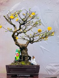 Mai đột biến, Cam!
