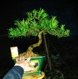 Tùng mini