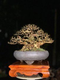Antidesma acidum bonsai tree