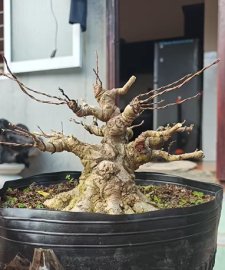 Mai chiếu thủy
